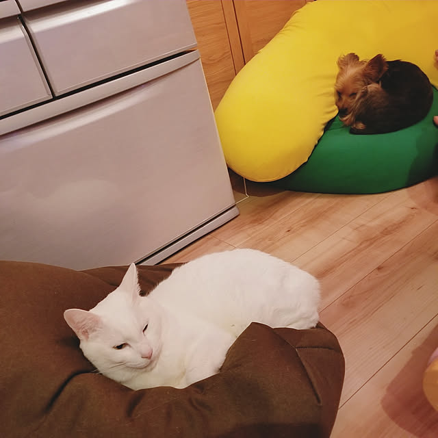 keikomokonさんの実例写真