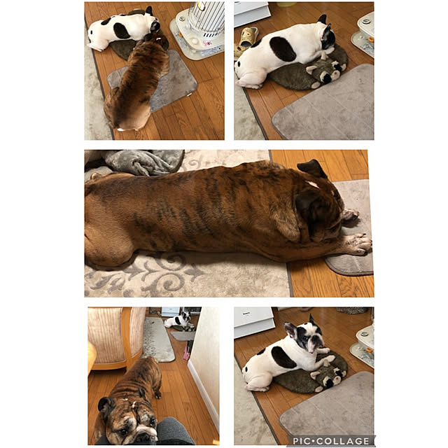 chi_gogaさんの実例写真
