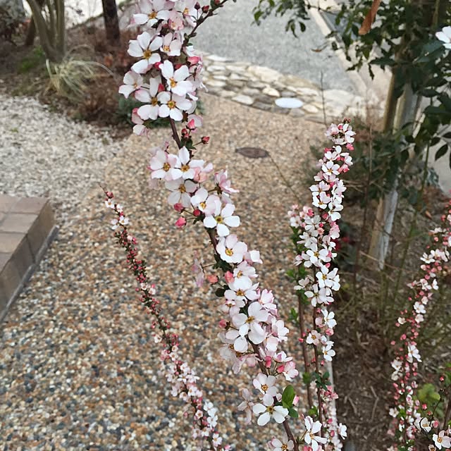 miyaさんの実例写真