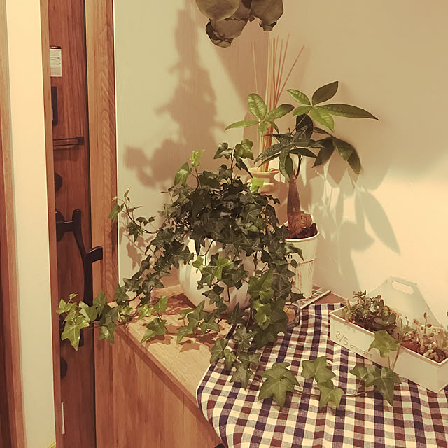 warabiさんの実例写真