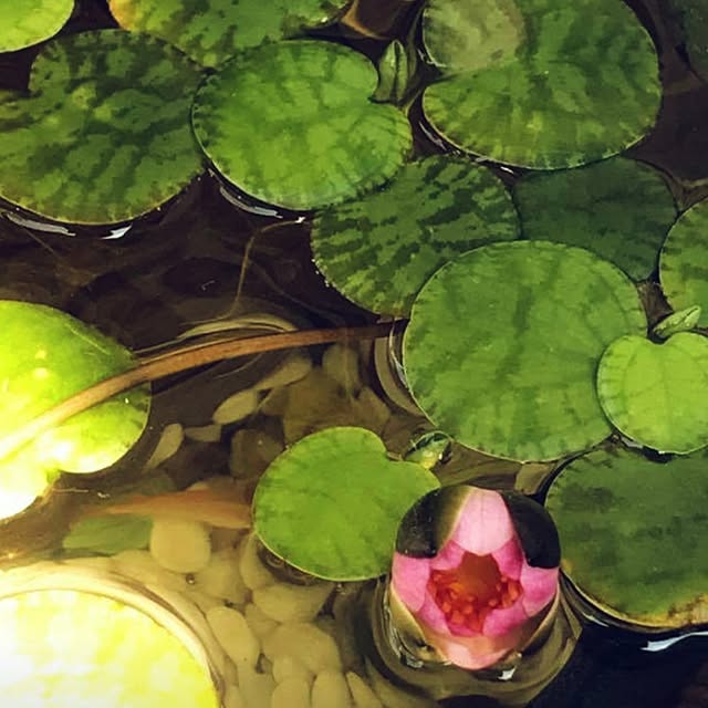 cocosorasakuさんの実例写真