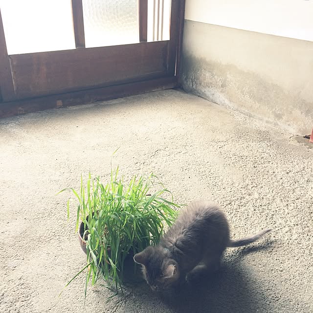sa-yaさんの実例写真