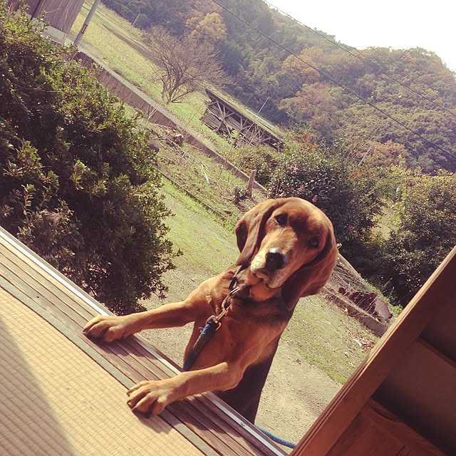willsoldhouseさんの実例写真