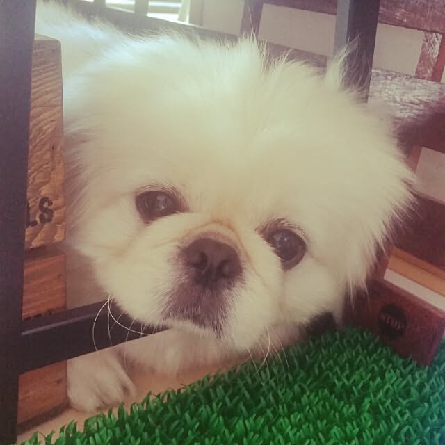 yukaiさんの実例写真