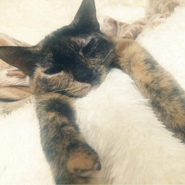 asianoneさんの実例写真