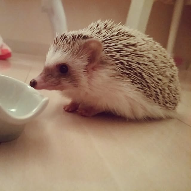 kuruさんの実例写真