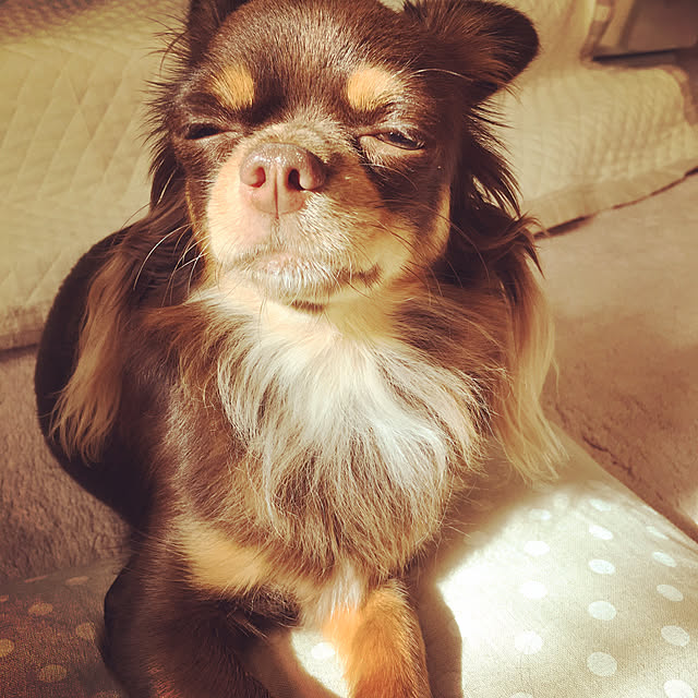 cookie_houseさんの実例写真