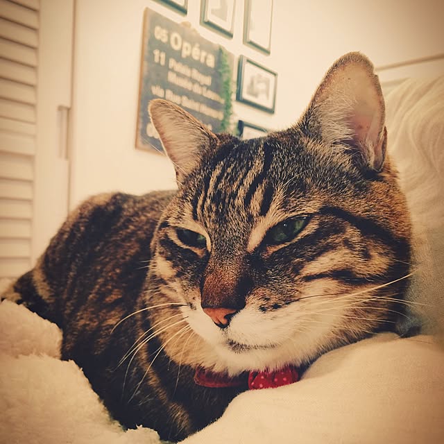 lovecatさんの実例写真