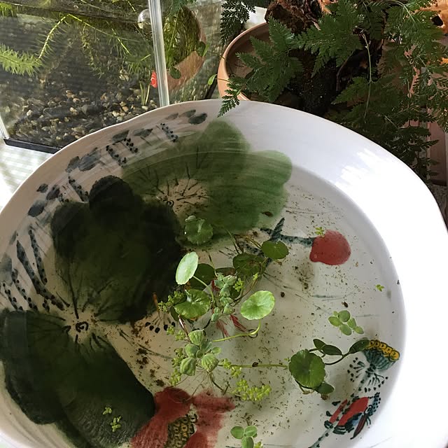 akekuroankoさんの実例写真