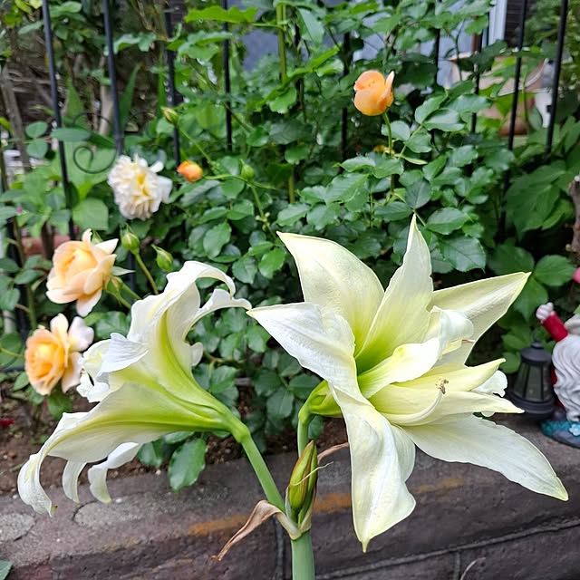 midoriさんの部屋