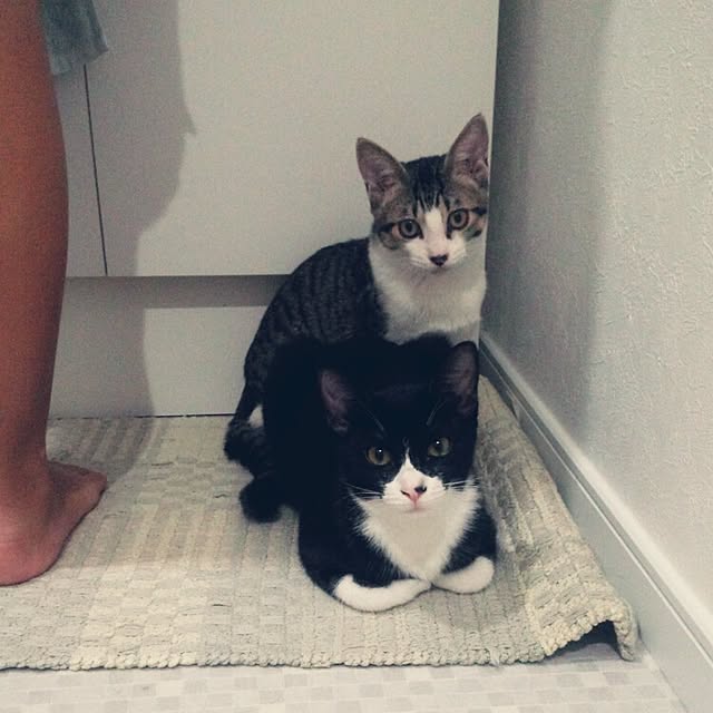 Gomaさんの実例写真