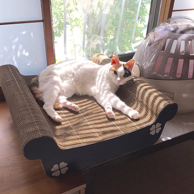 yocchiさんの実例写真