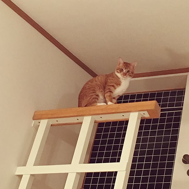 baronkotarouさんの実例写真