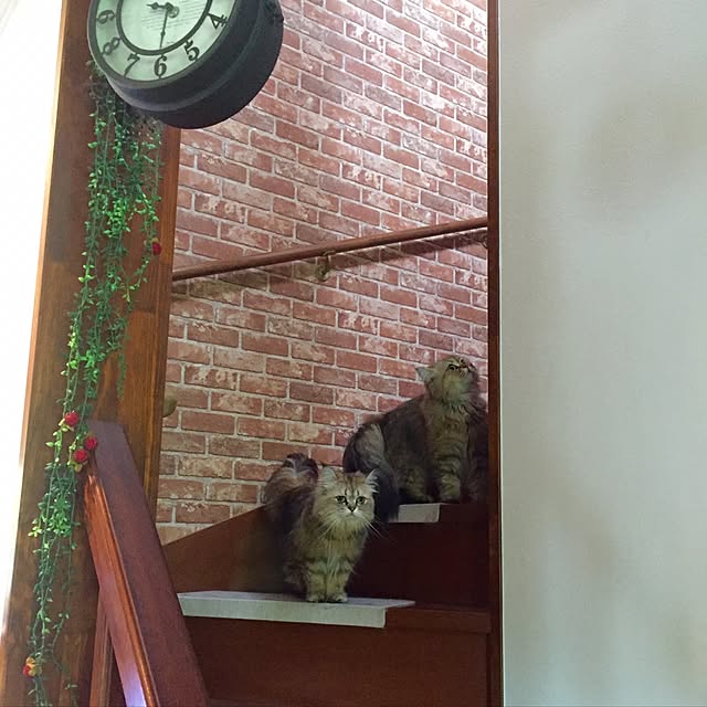 butachanさんの実例写真