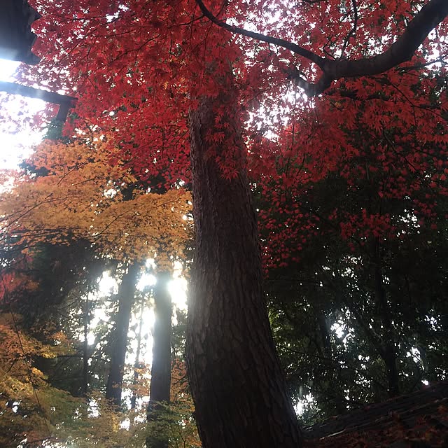 miyannさんの実例写真
