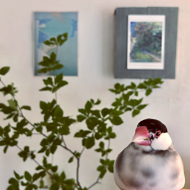 soramameさんの実例写真