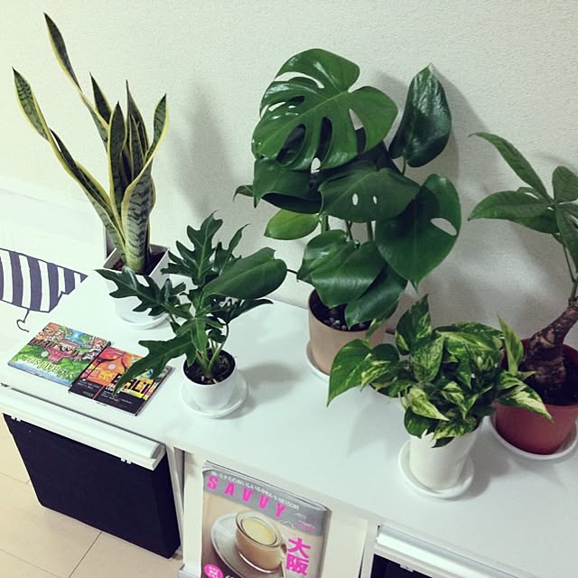 Kanaさんの実例写真