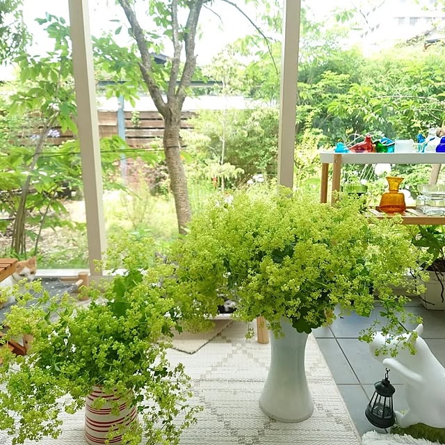 asmaさんの部屋