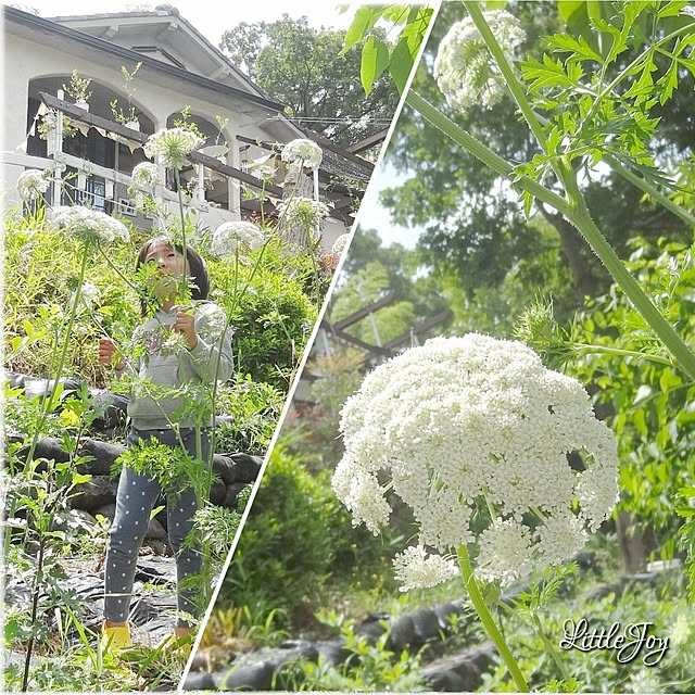 littlejoyさんの実例写真