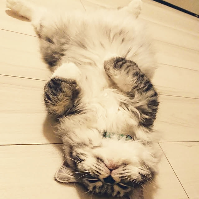 annetina374さんの実例写真