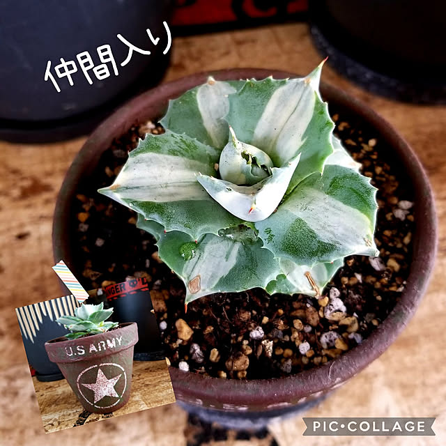momozouさんの実例写真