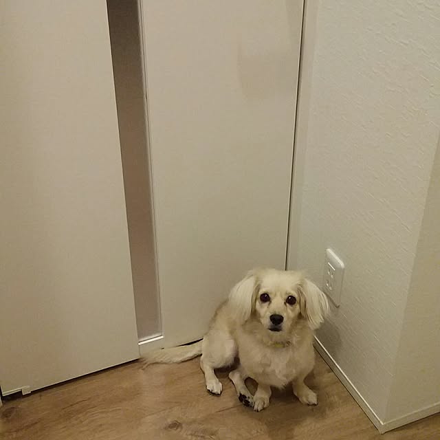 chihaさんの実例写真