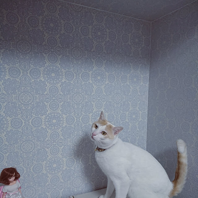 Ayaさんの実例写真