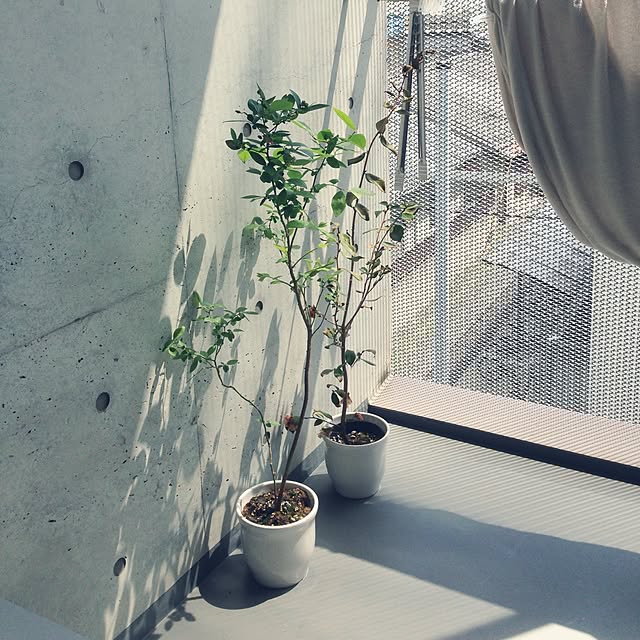 玄関/入り口/一人暮らし/観葉植物のインテリア実例 - 2015-04-18 13:13:00