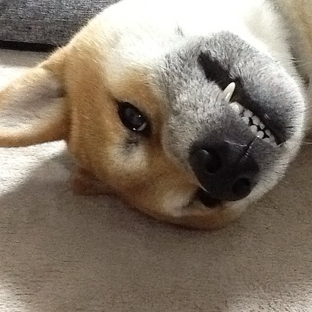 kotaさんの実例写真