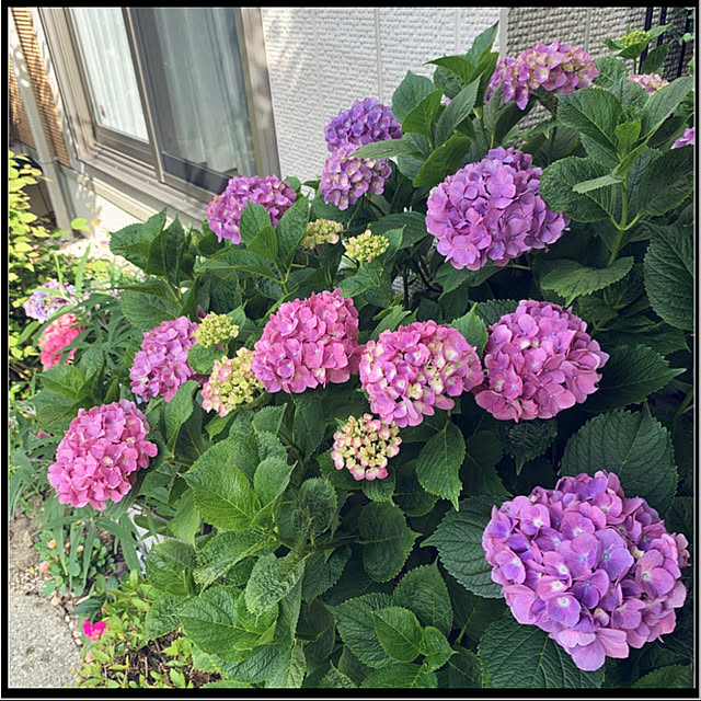 yukarin-gardenさんの実例写真