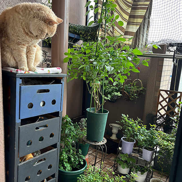 naokoさんの部屋