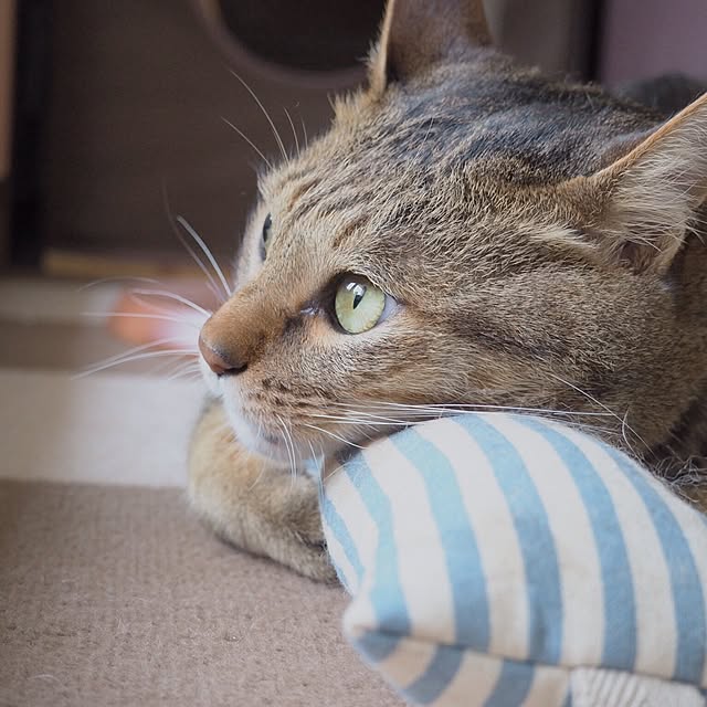 torayuさんの実例写真