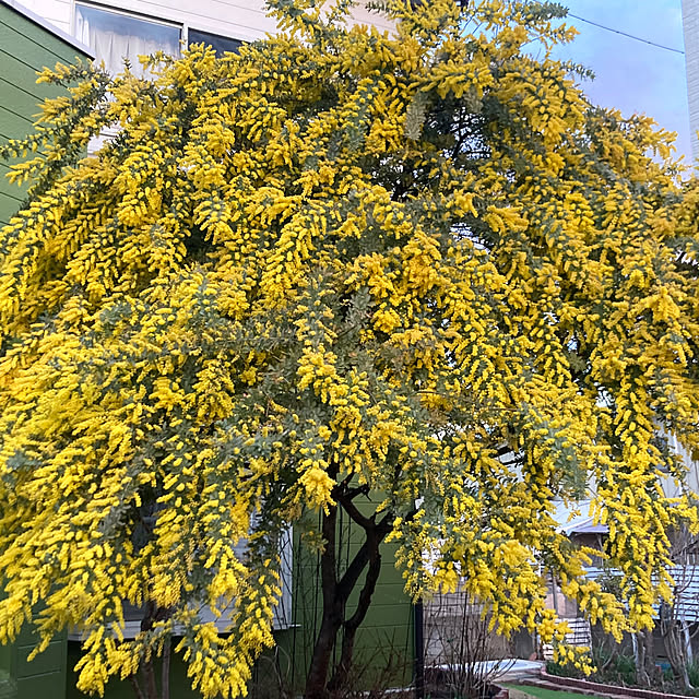 nanohanaさんの実例写真