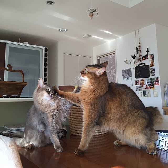 shihoさんの実例写真