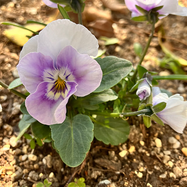 tomorinさんの部屋