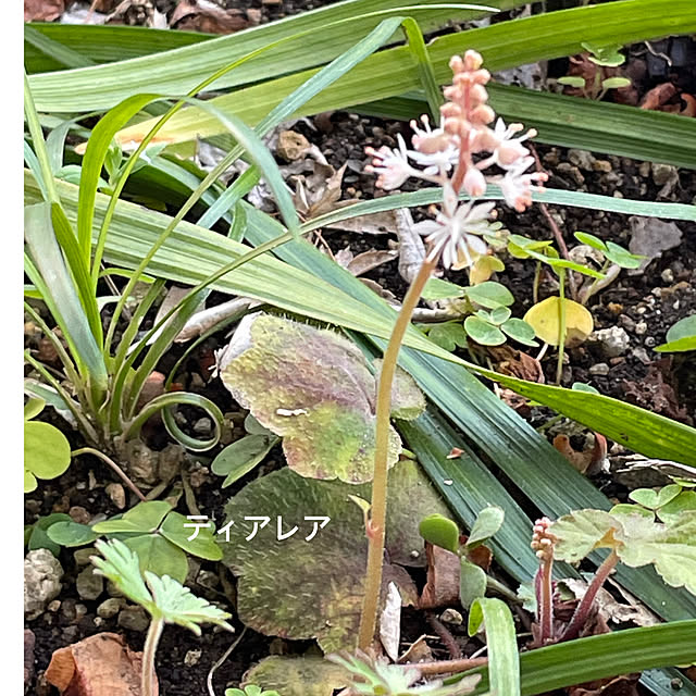 buchiさんの部屋
