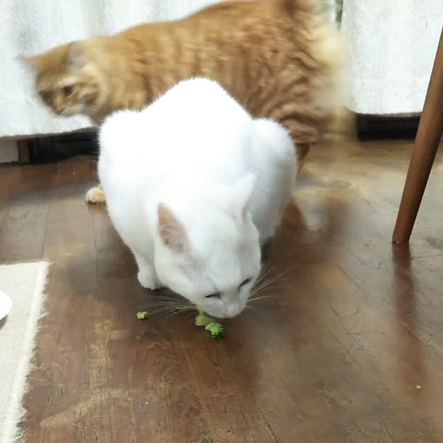gabさんの実例写真