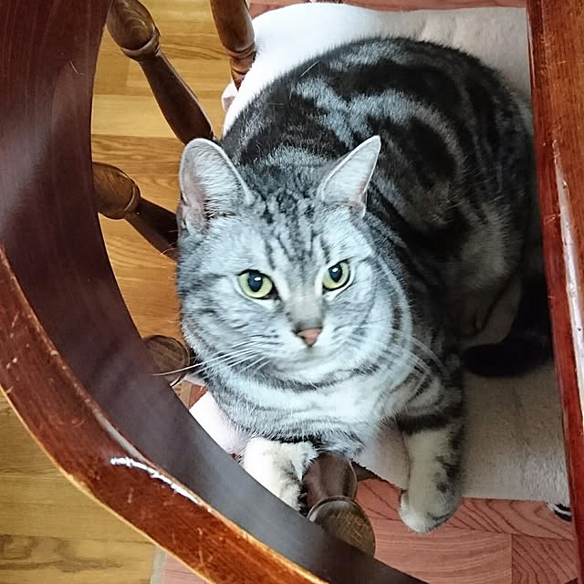 ronさんの実例写真