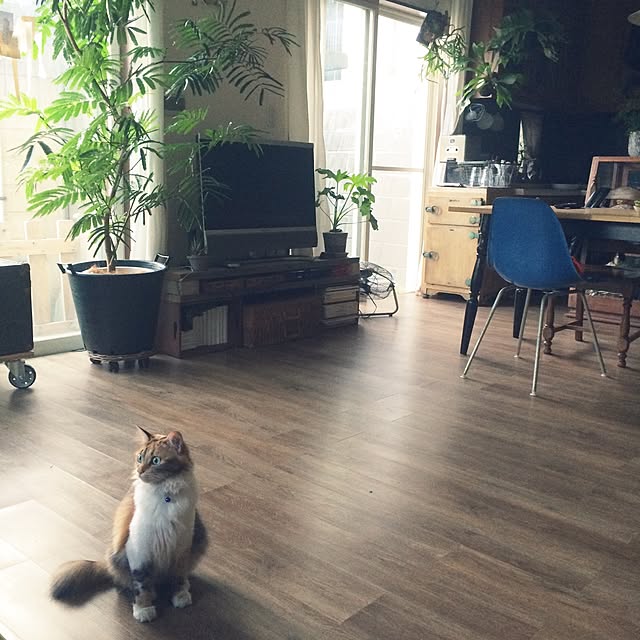 Megumiさんの実例写真