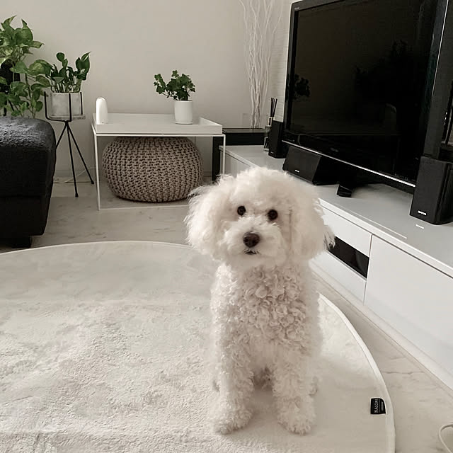 sugarcookieさんの実例写真