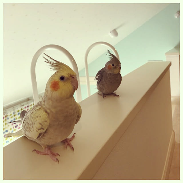 fukoさんの実例写真