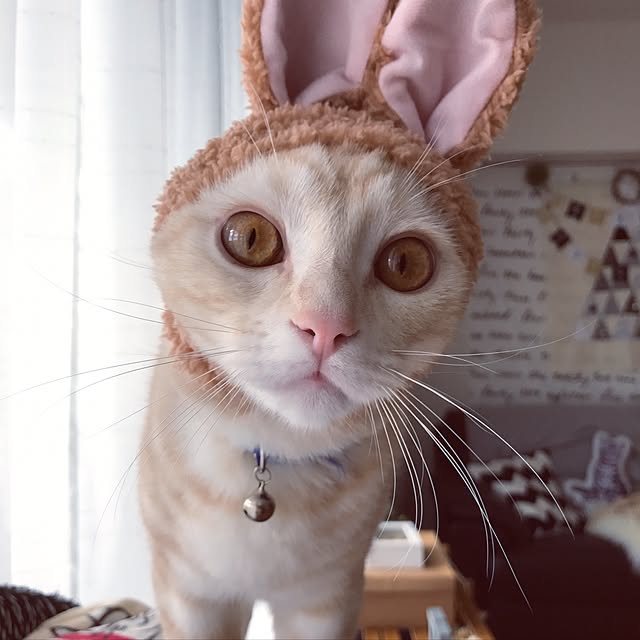 hiyupan88さんの実例写真