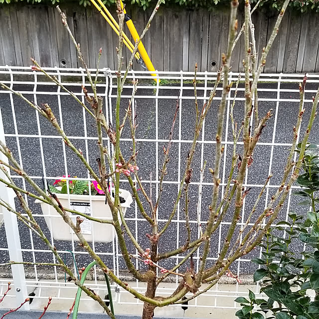 korokoroさんの実例写真