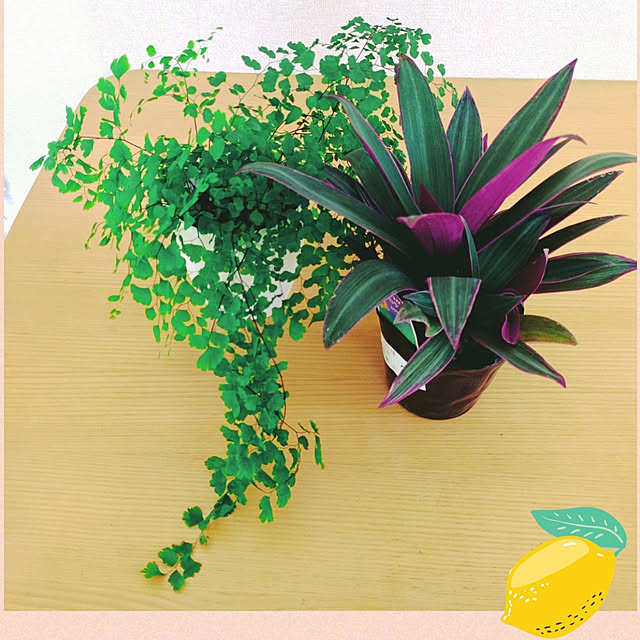 Miyumamaさんの実例写真
