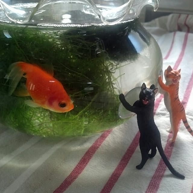 sakiさんの実例写真