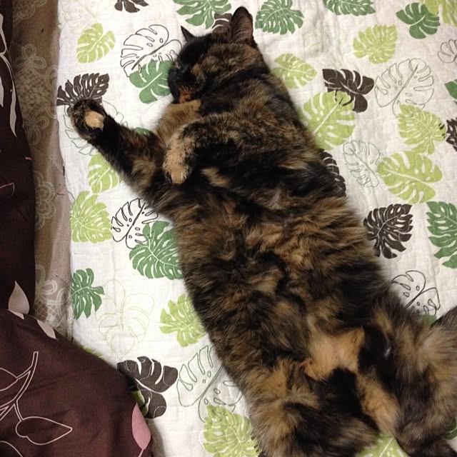 aKahiRoさんの実例写真
