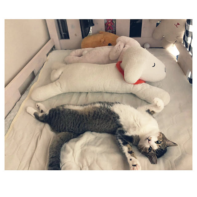 nekomiさんの実例写真