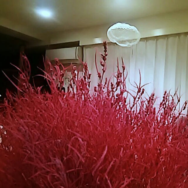 spinetailさんの実例写真