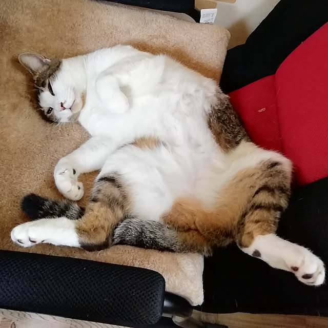 Tomopさんの実例写真