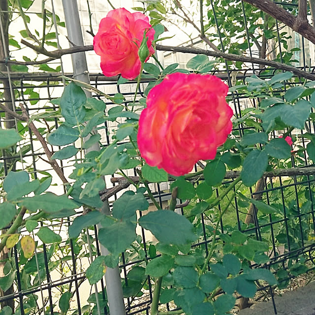 mimi828さんの実例写真